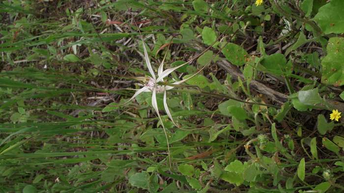 Caladenia - Orchid-spider-4-Sep-2018p0004.JPG